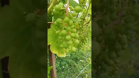 auch in Litauen gibt es süße Trauben, eigenen Wein herstellen #shorts #litauen #natur #weintrauben