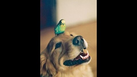 Funny Dog attack this bird