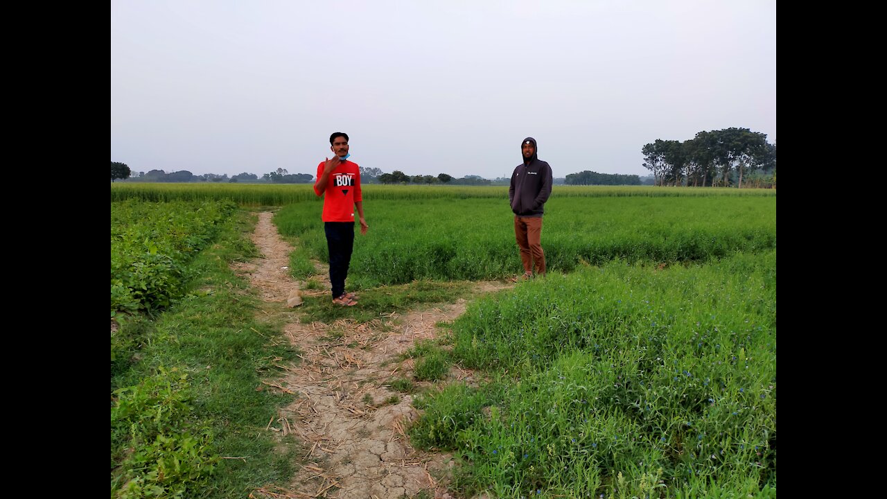 Some cultivation information and some suggestions of Khesari tree are given