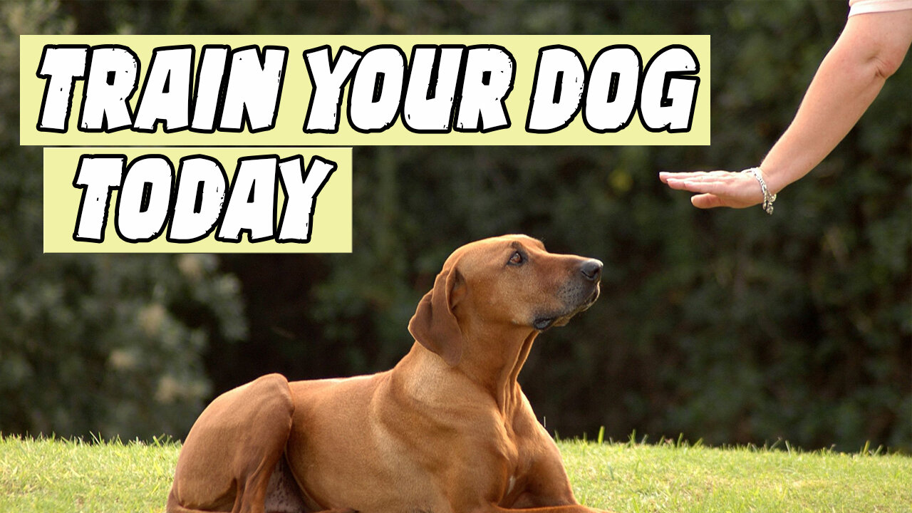 How to train your dog once and for all ( in 5 steps )