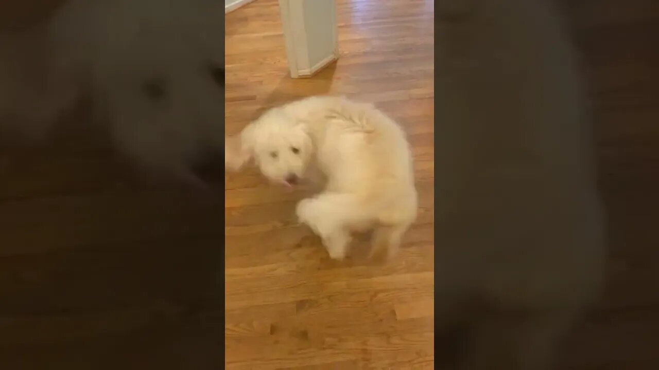 Dog chases his tail in circles