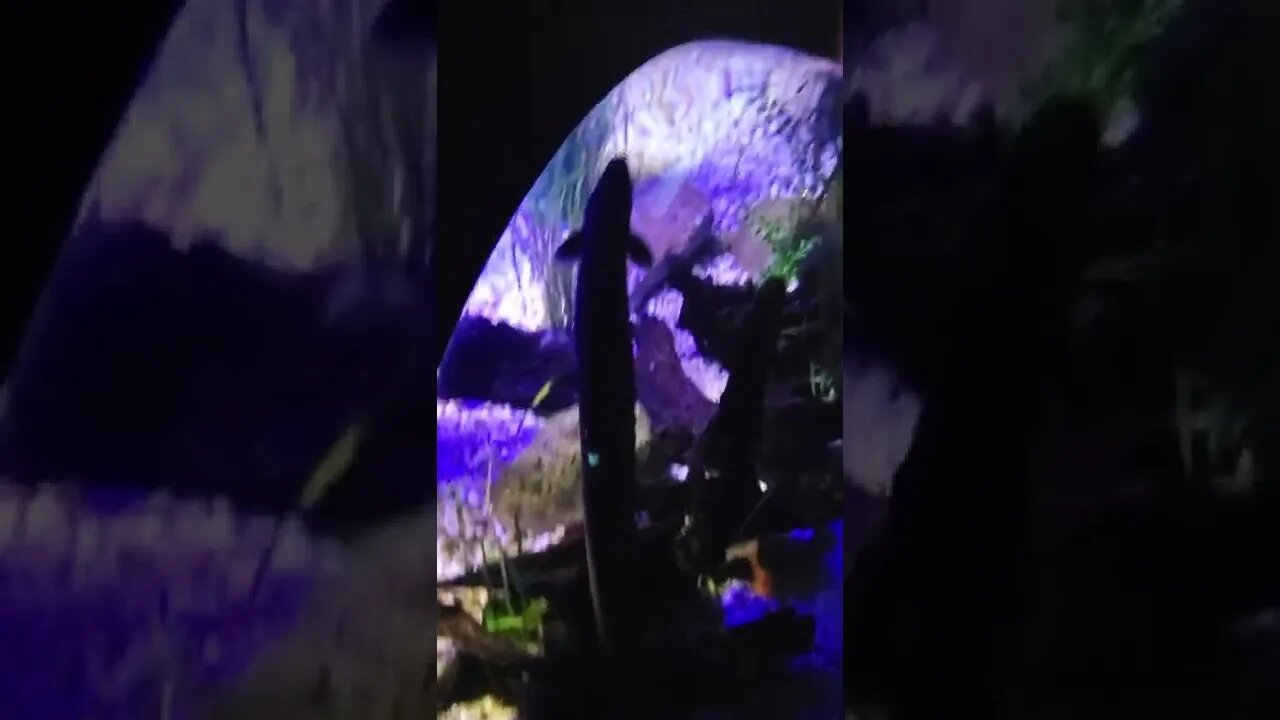 American Eel Ripleys Aquarium Canada