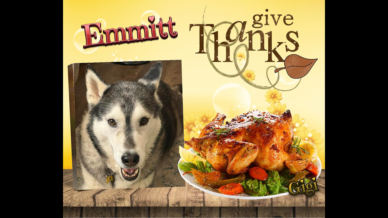 My Husky, My Best Friend - Thanksgiving 2024