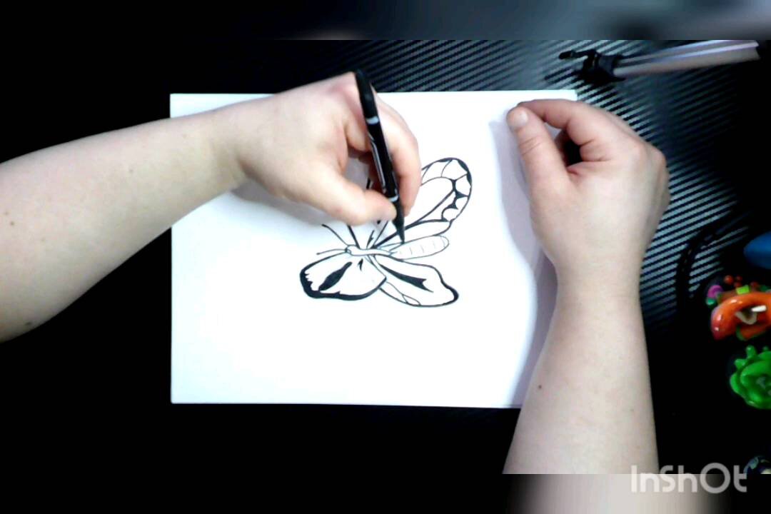 Drawing Butterfly