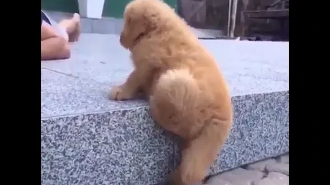 Cute Funny Dog -33