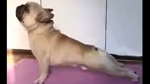 yoga dog perfect - Please like and subscribe