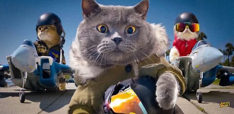 Top Gun With Cats | funny cat video |