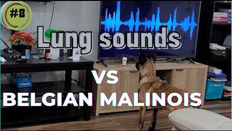 Belgian Malinois VS lung sound