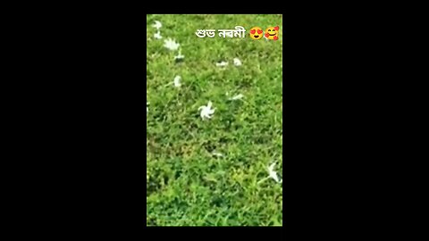 শুভ সকাল #শুভ নবমী #viral