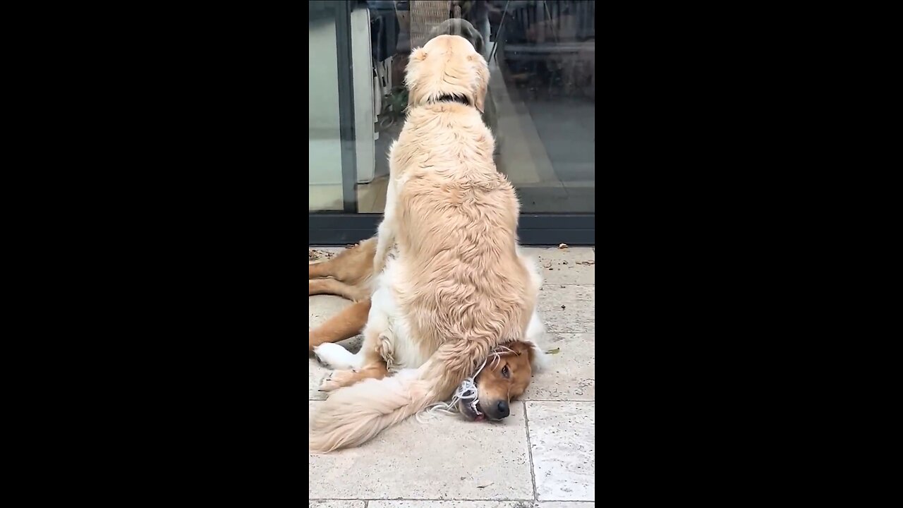 Dogs Doing Funny Things 😂 Best of July 2023