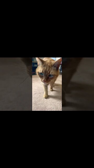 Big Meow from my Cat 🐈 #meow