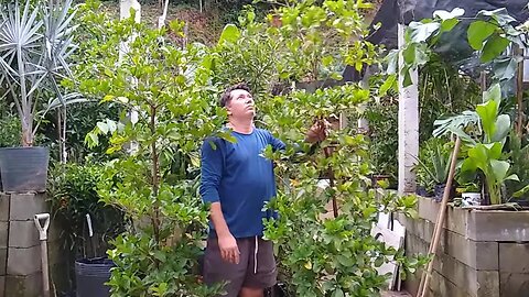 frutífera produzindo em vaso fruta do milagre canistel mamey canistel ingá anão sapota branca preta