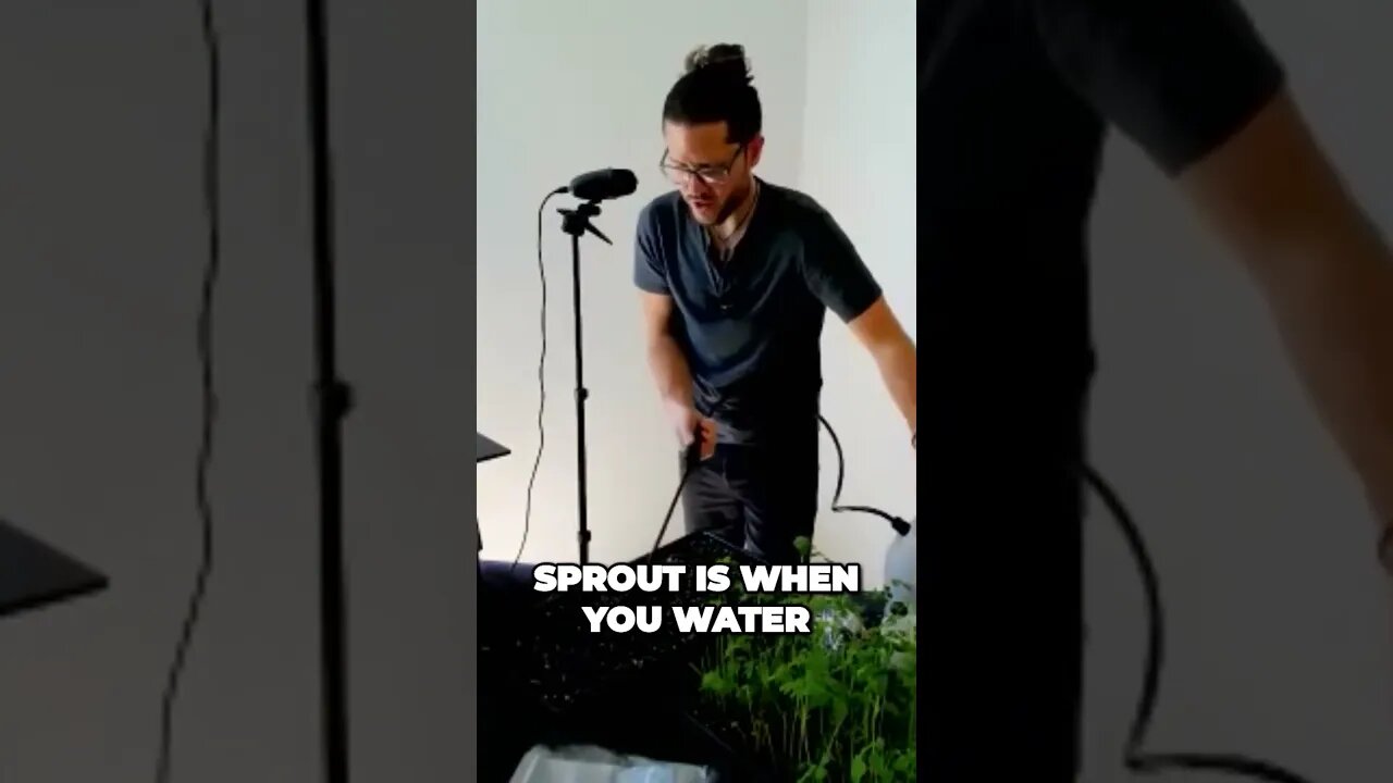 The Secret to Sprouting Moringa Seeds - Keep the Soil Moist but Allow The Top To Dry Using Fans