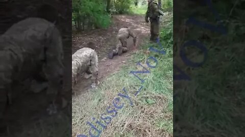 AFU in the Zaporozhye direction on all fours crawling into captivity