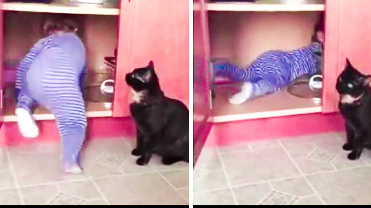 Cat and Baby funny Video clip