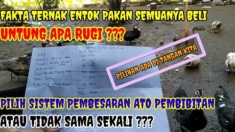 PERBANDINGAN HASIL TERNAK ENTOK SISTEM PEMBESARAN DAN PEMBIBITAN ~ LEBIH UNTUNG MANA? ATO MALAH RUGI