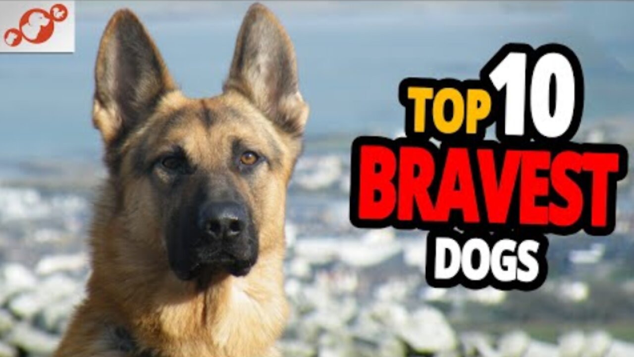 Bravest Dogs - Top 10 bravest Dog breeds in the world