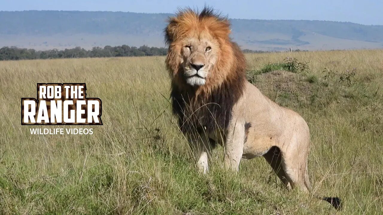 Paradise Lions Finish A Meal | Maasai Mara Safari | Zebra Plains