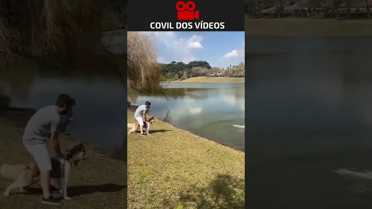 capivara tenta atacar cachorro