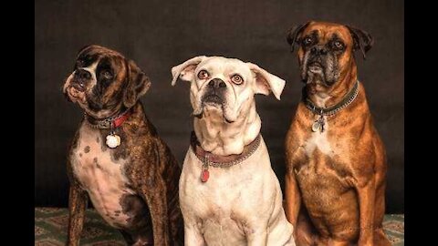 3 sweet dogs hugging each other