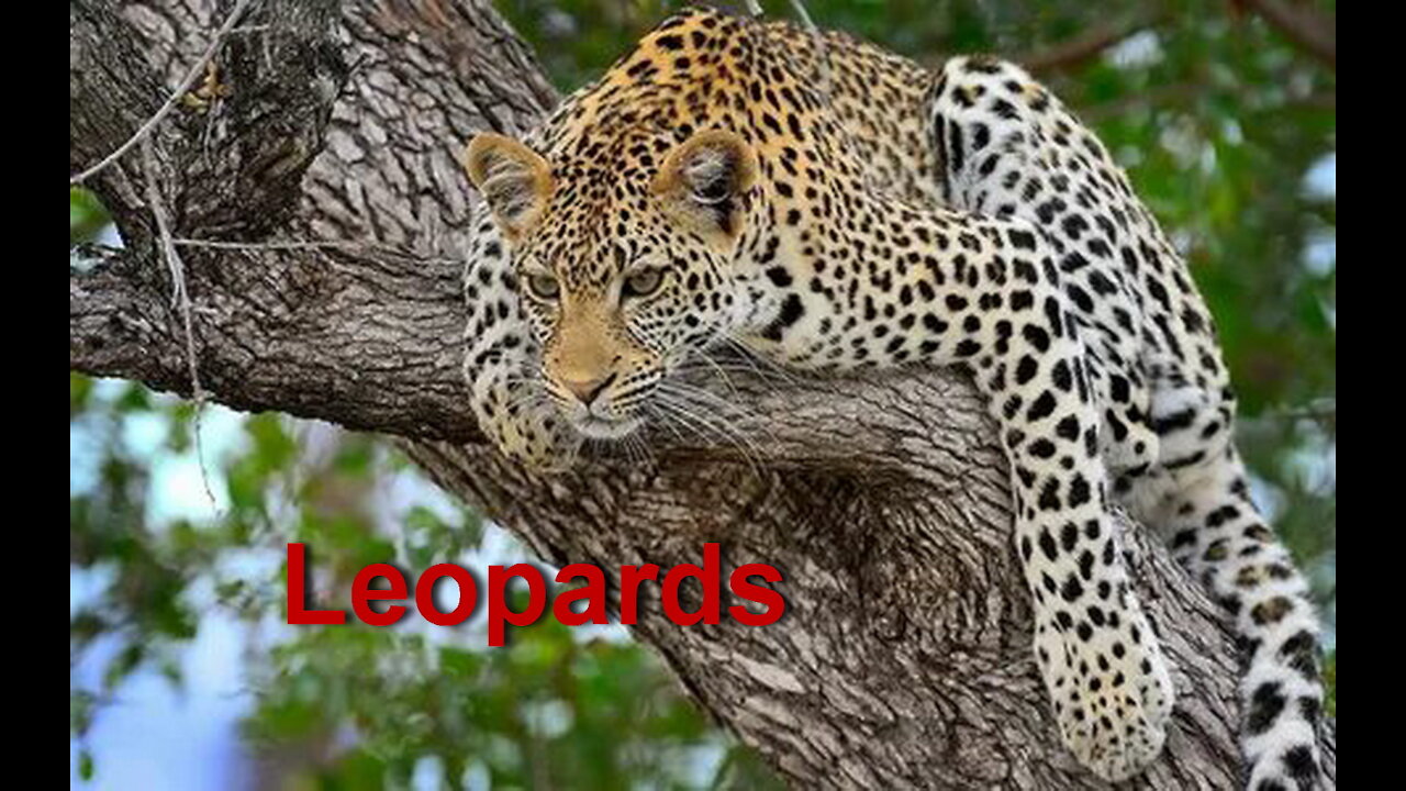 10 Times Leopards Messed With The Wrong Opponent