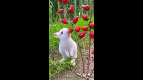 rabbit #socute # video