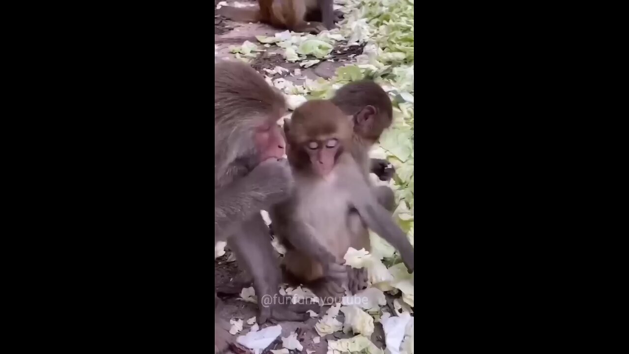 Funny Monkey Love Story (Part-3)