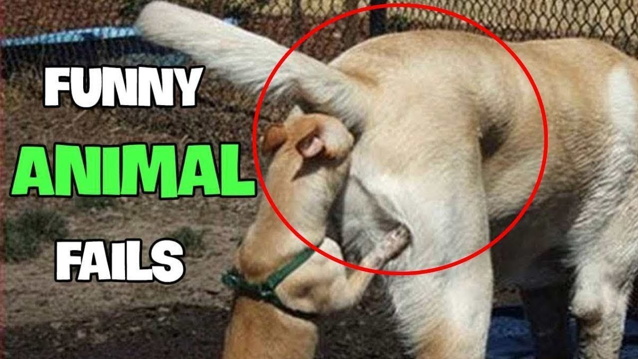 Funny animal Fails |Ooops🤦‍♂ Moment of Animal | #short Compilation