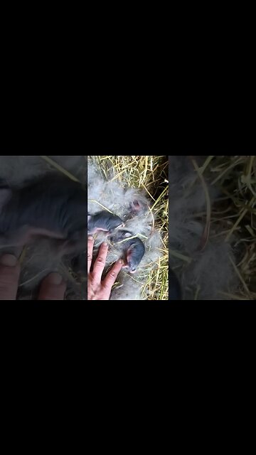 New Baby Bunnies on the Farm #babybunnies #rabbits #homestead #farmlife #babyanimals