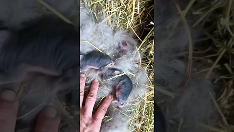 New Baby Bunnies on the Farm #babybunnies #rabbits #homestead #farmlife #babyanimals