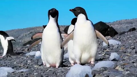 Antarctica + 4K Scenic + Relaxation + Film + With + Calming + Music