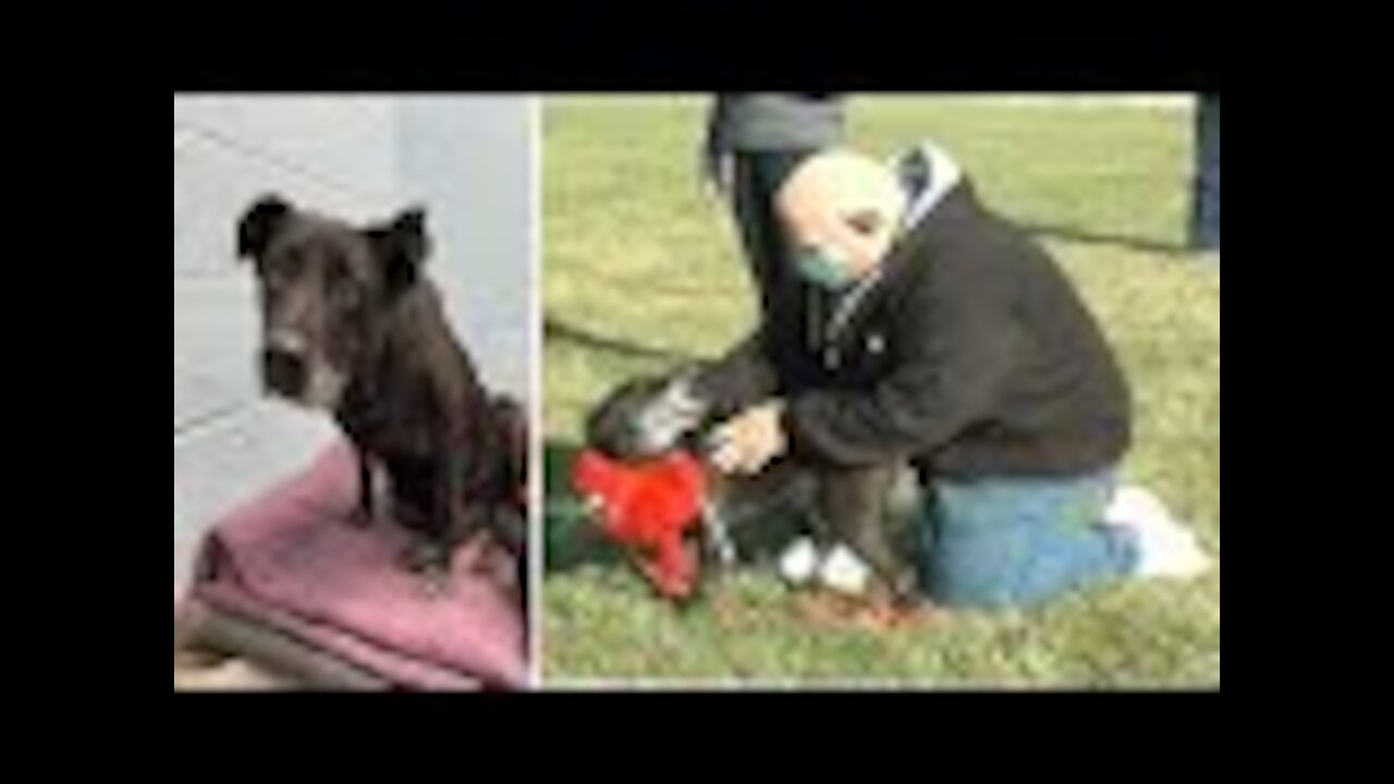 Family Discovers Truth Of Missing Dog When Mom Opens The Trunk A Year Later