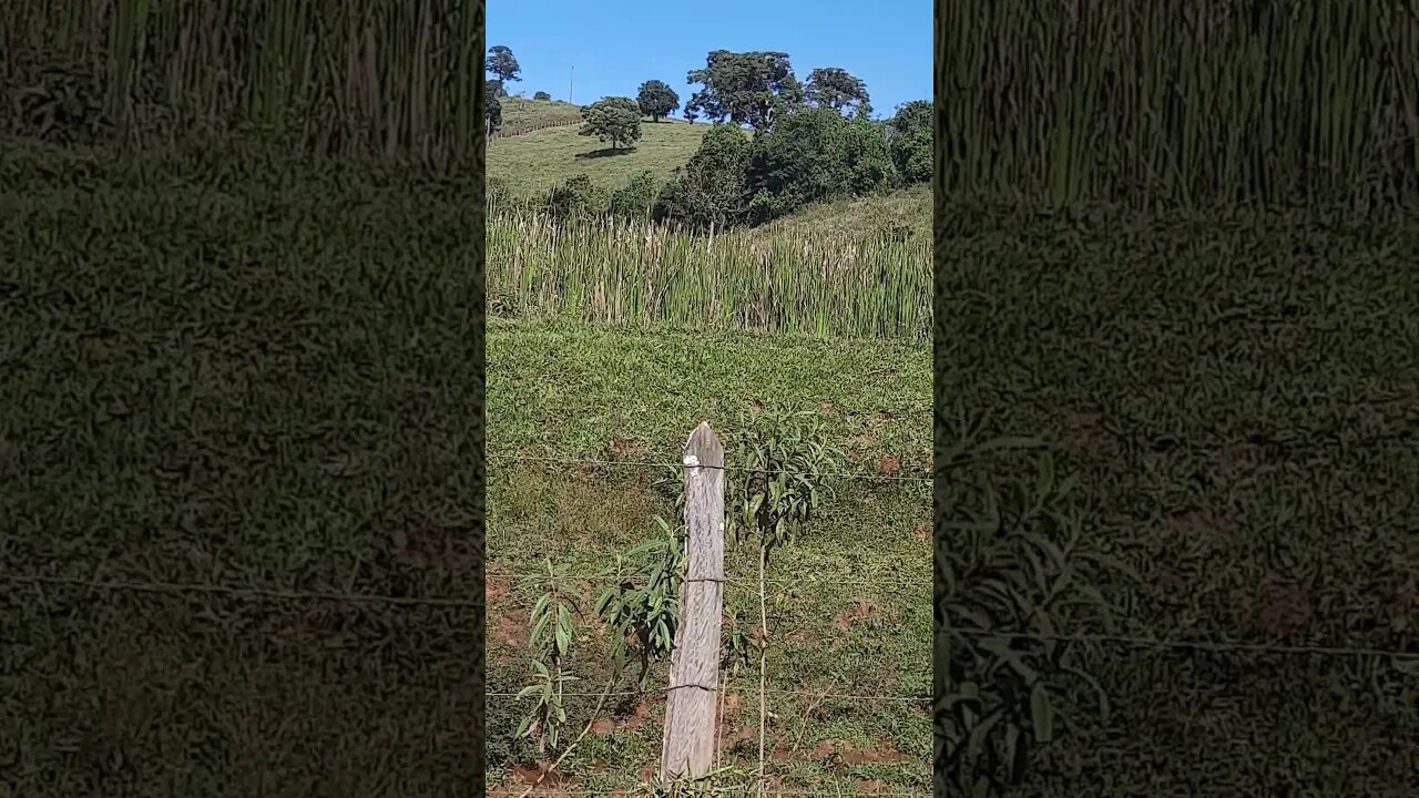 TRECHO DA RMR 2023 CAVALOS NA FAZENDA SENTIDO POUSO ALTO SÃO LOURENÇO X PASSA QUATRO