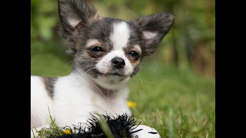 Funny Dogs and Cats getting prank!!!