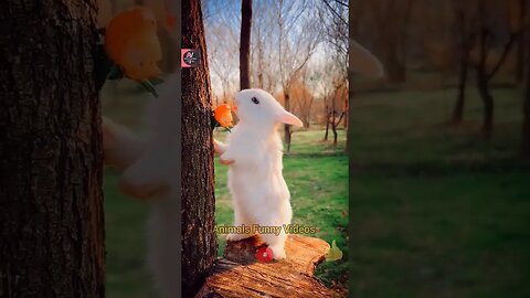 Cute Rabbit Strawberry Eating Beautiful Rabbits Compilation 2023 Animals Funny Videos #shorts