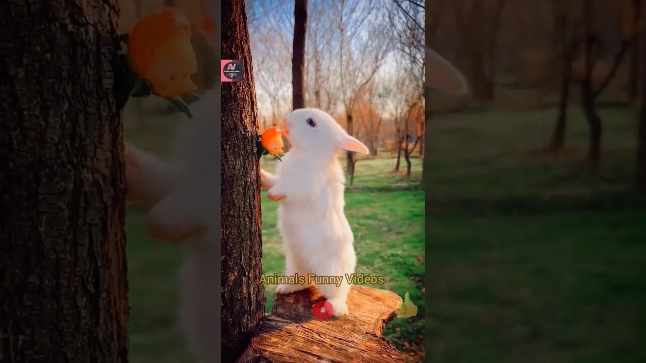 Cute Rabbit Strawberry Eating Beautiful Rabbits Compilation 2023 Animals Funny Videos #shorts