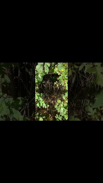 I would love to go to the Eurovision Song Contest in Liverpool but will it be some woke rubbish?