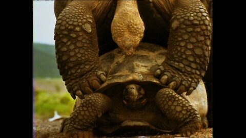 laugh with turtles