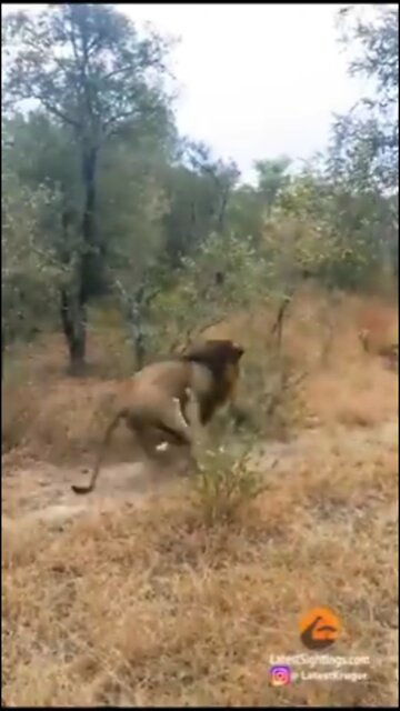 Lion attack on the Tiger