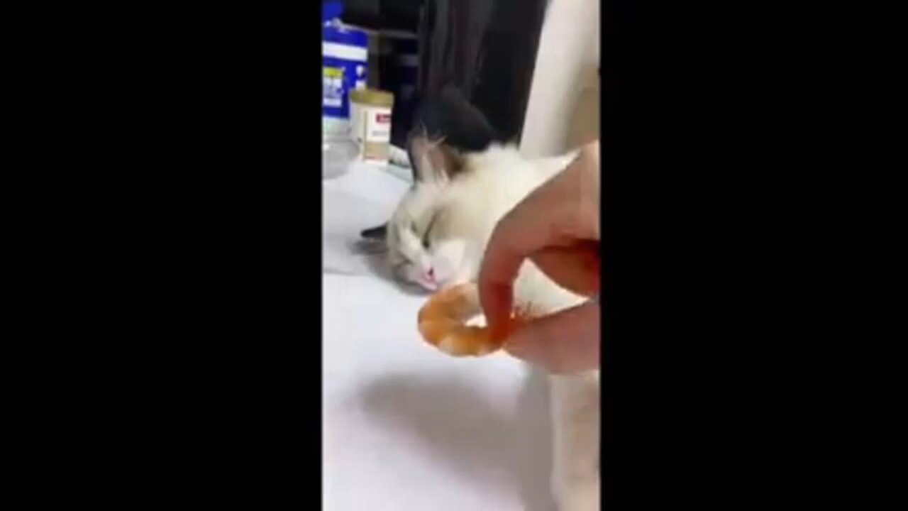 funny cat/ funny animal - 2024 / @funkycity07