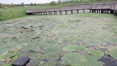 A colony of prickly lotus in a wetland reserve.