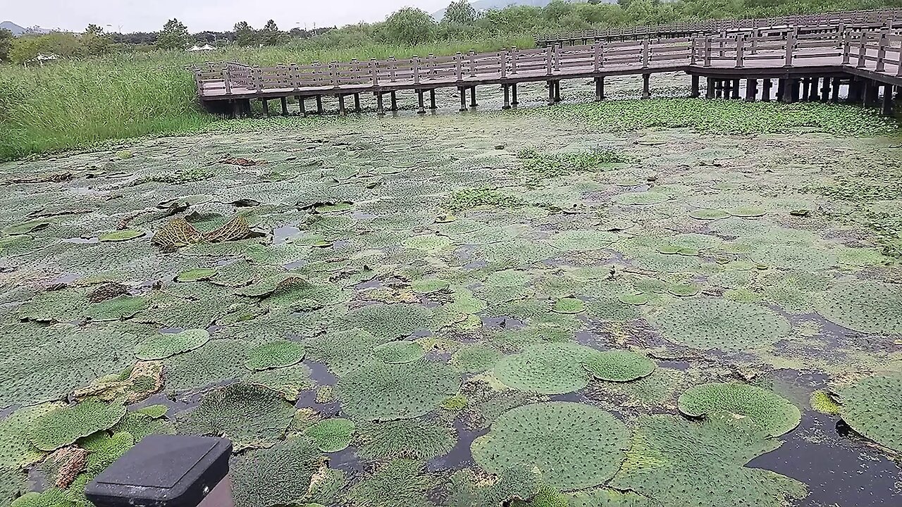 A colony of prickly lotus in a wetland reserve.