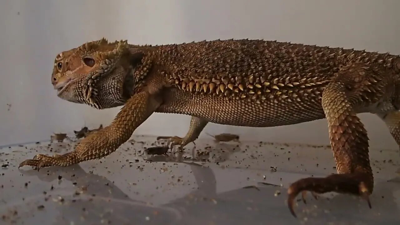 Bearded Dragon Love Crickets! 🦗🦗 #beardeddragon #lizard #pets #animals