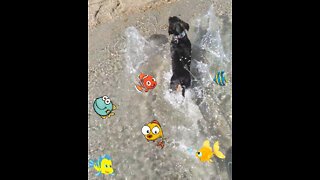 Mini Dachshund - Big Fun