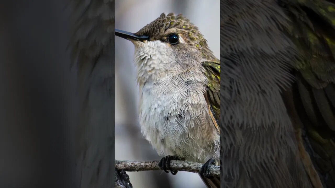 Hummingbird