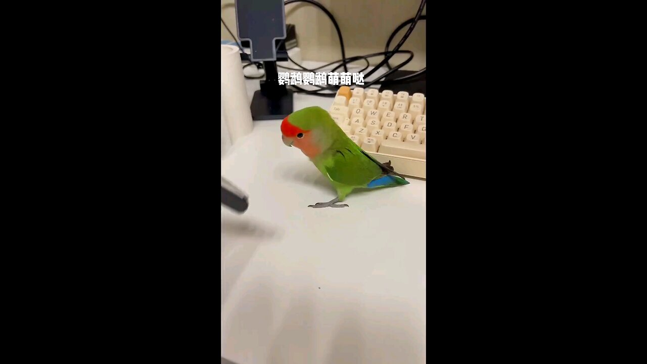 parrot learn