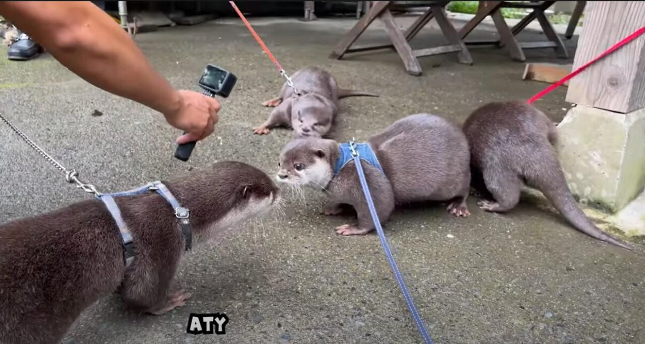 Otter Best Friends Meet Up then Say Goodbye with a Hug