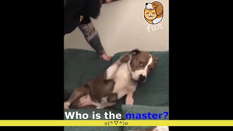 Who is the master? Funny dog ​​orders his master.