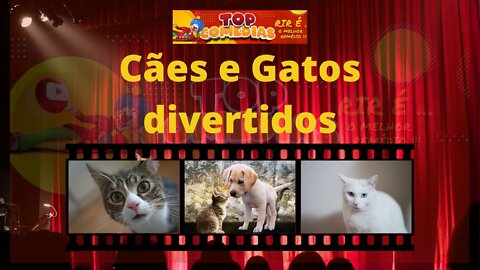 Tente não rir com essas fofuras, VÍDEOS ENGRAÇADOS com cães e gato