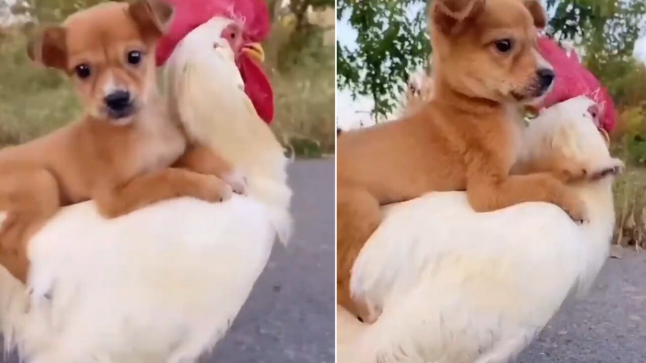 Cute puppy take ride of Chicken